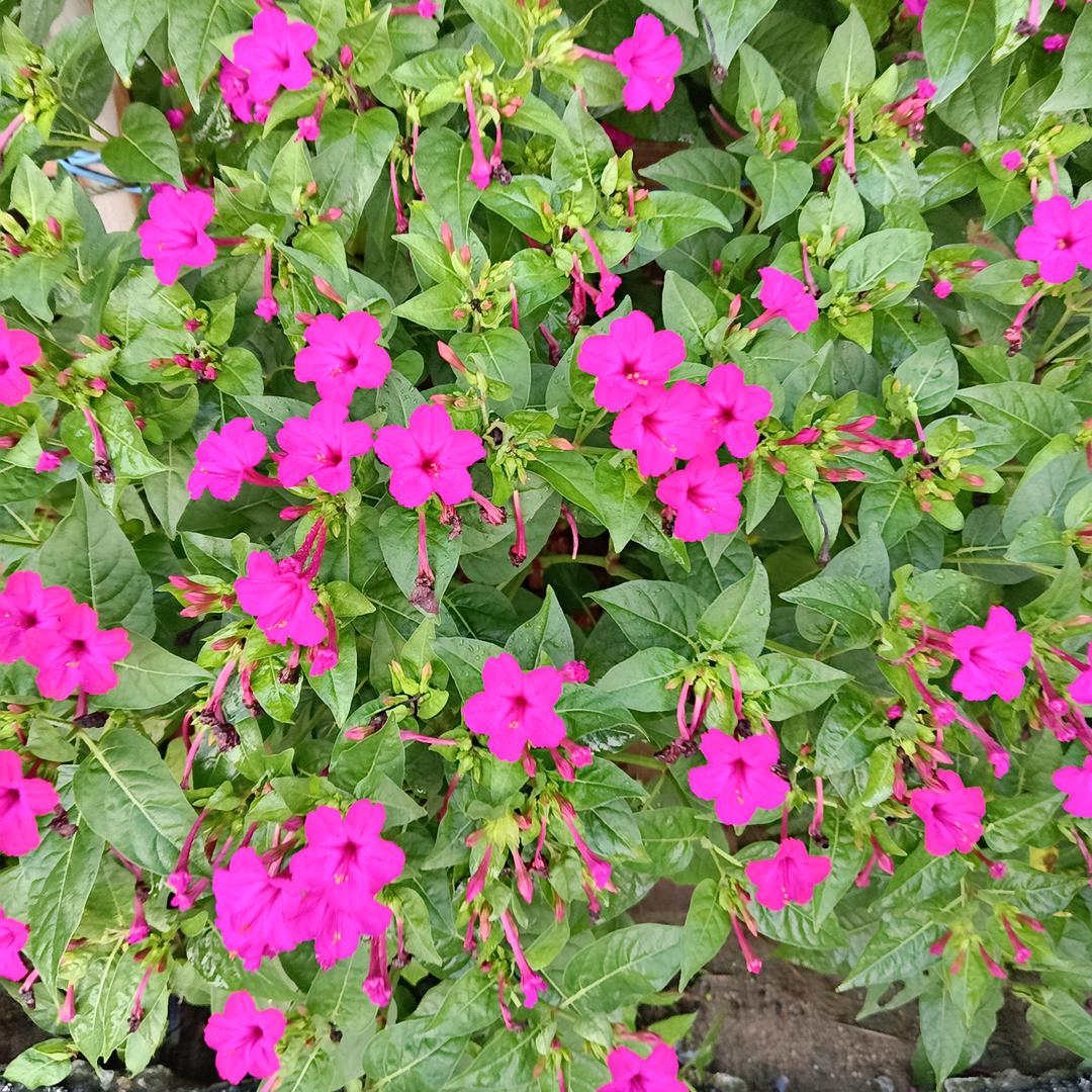芳