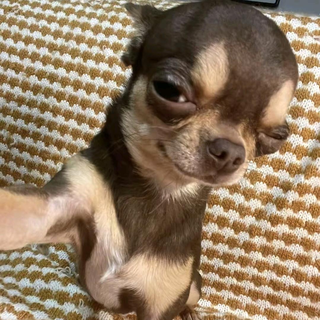 宇宙究极超级无敌的天策上将封狼居胥朱神君