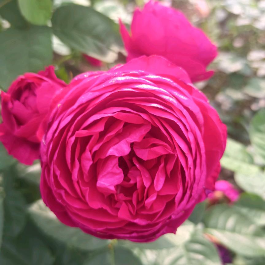 菠萝蜜春