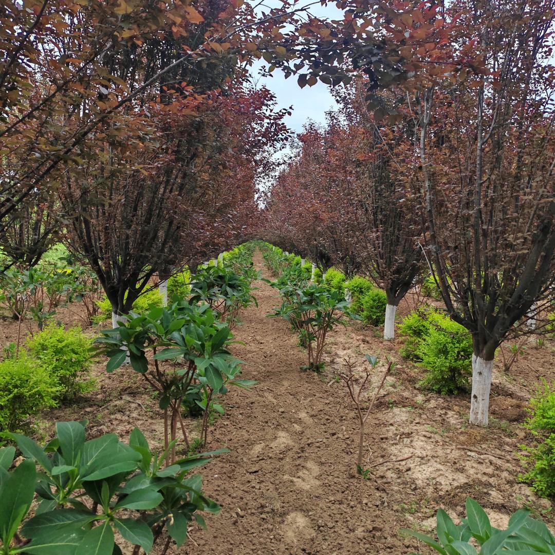 奥景花木（红叶李结香基地）