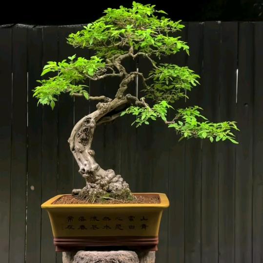 荆门翘楚（小叶黄荆）