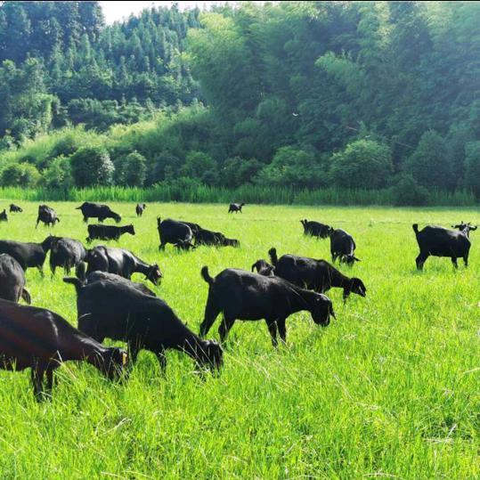 羊六郎（玉林弟兄羊业）