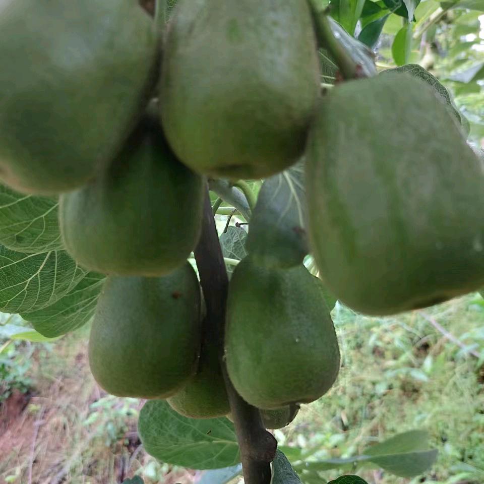 红心❤️猕猴桃