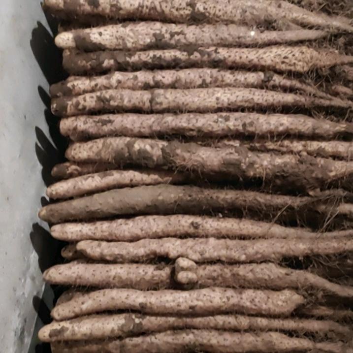 梧桐山药尉屯蒜