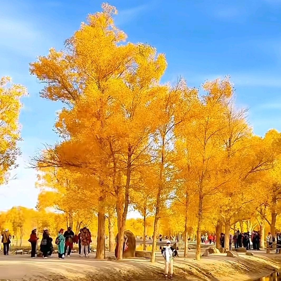 浪迹天涯    ¹⁹¹⁵