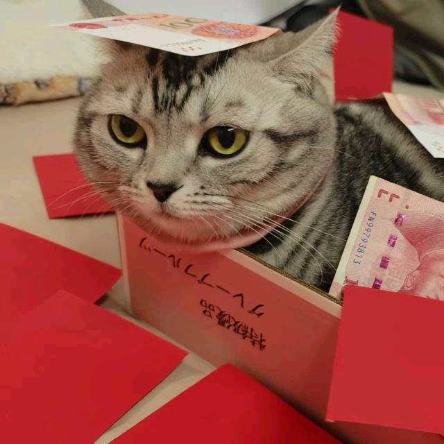 丫丫是嫡长猫