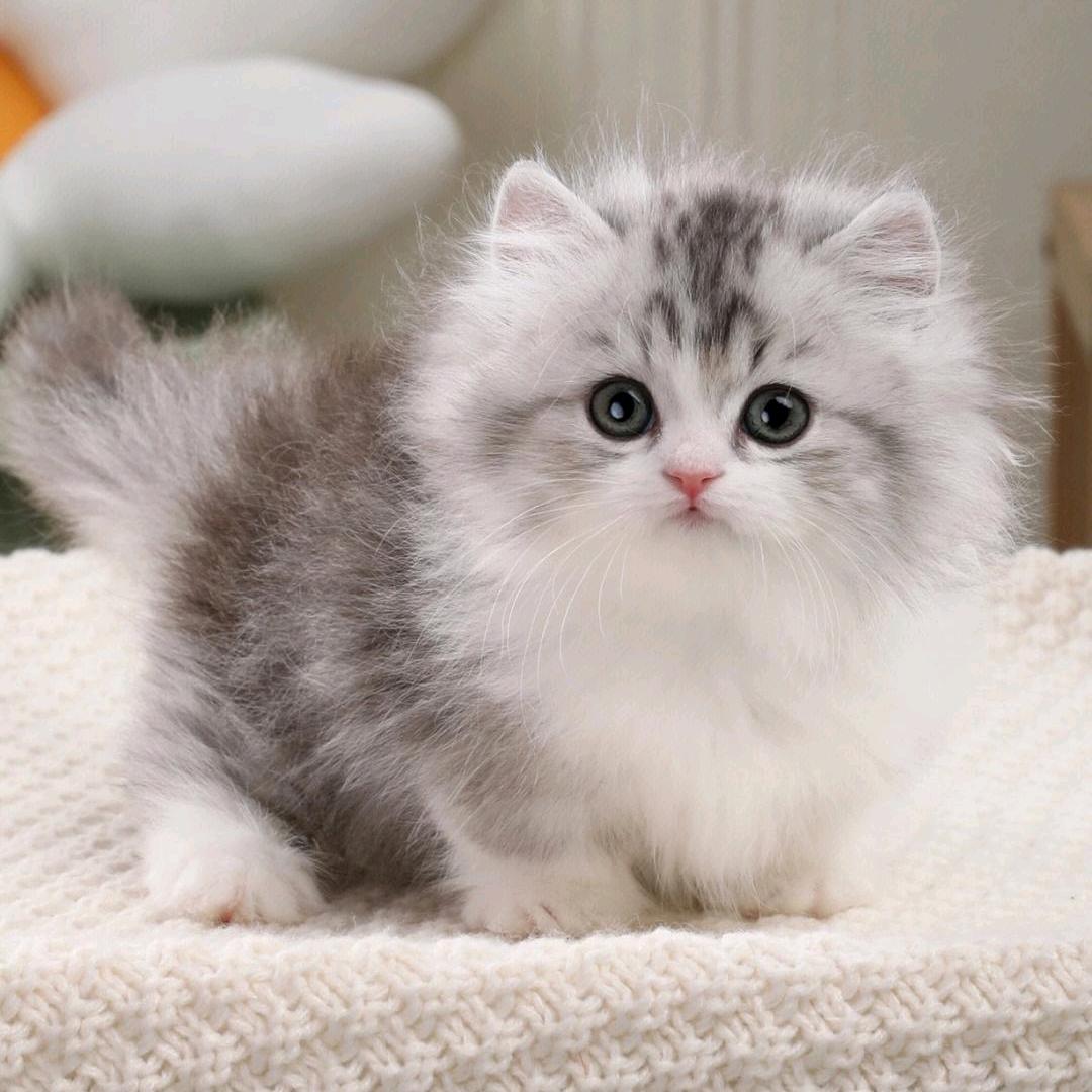 软乎乎的毛孩子