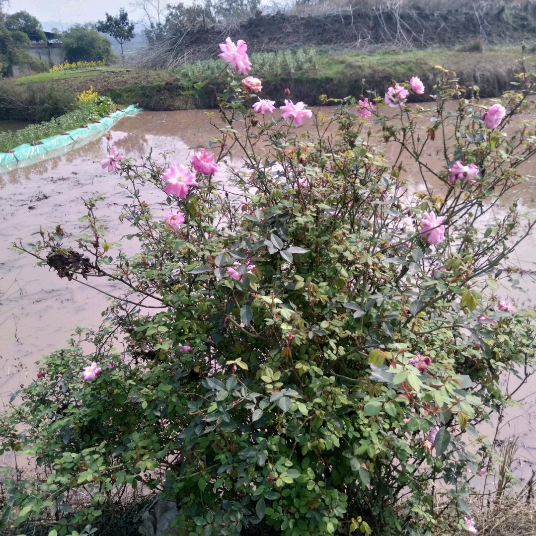 栀子花🌹