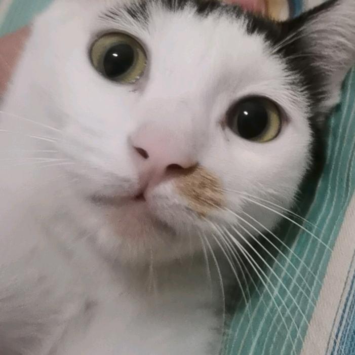 我养的小猫很呆