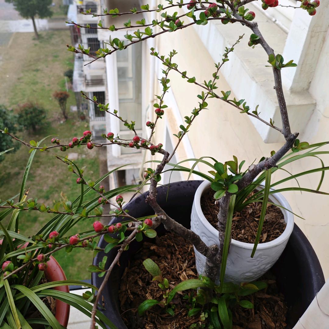 花心的小猪