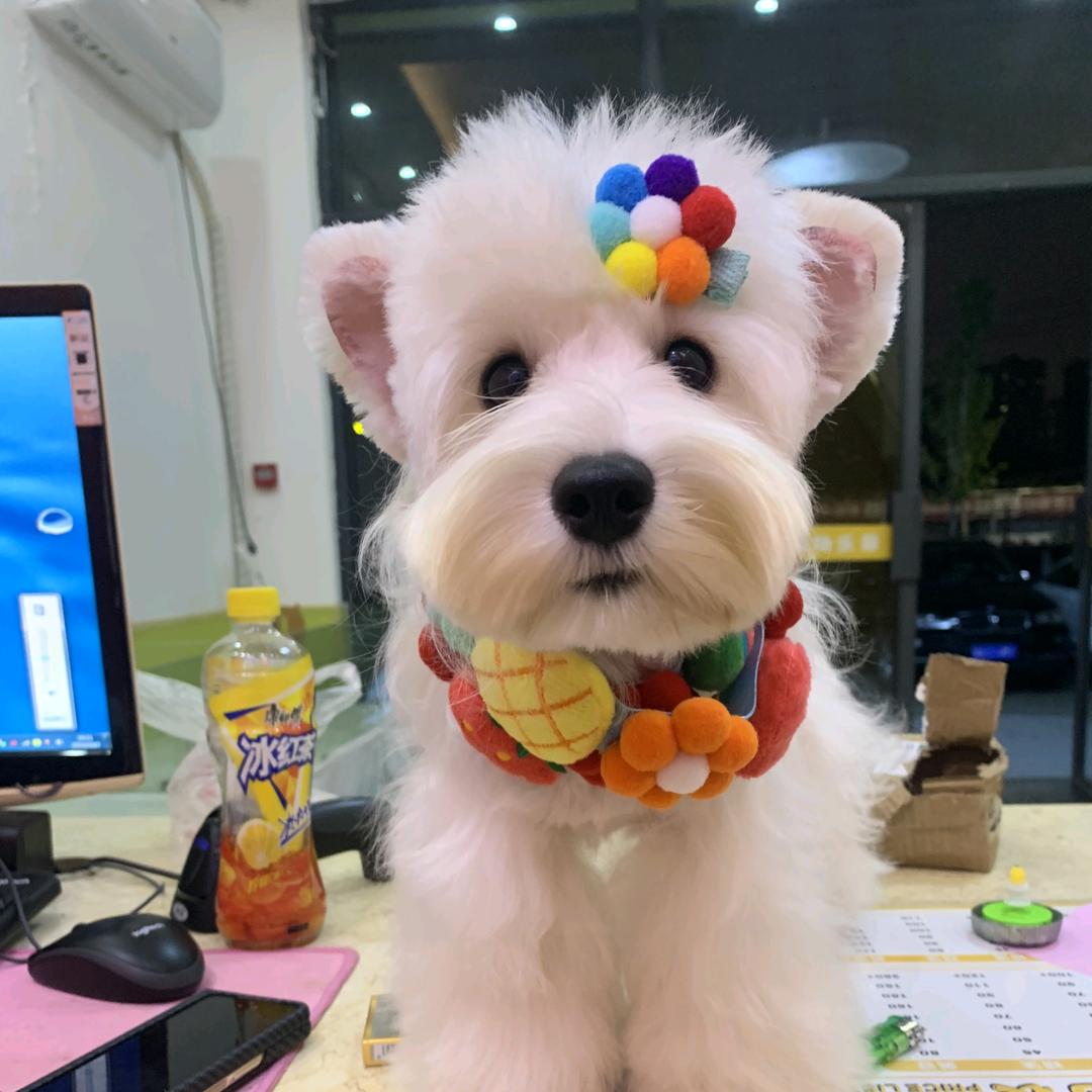 顺顺是个小公主