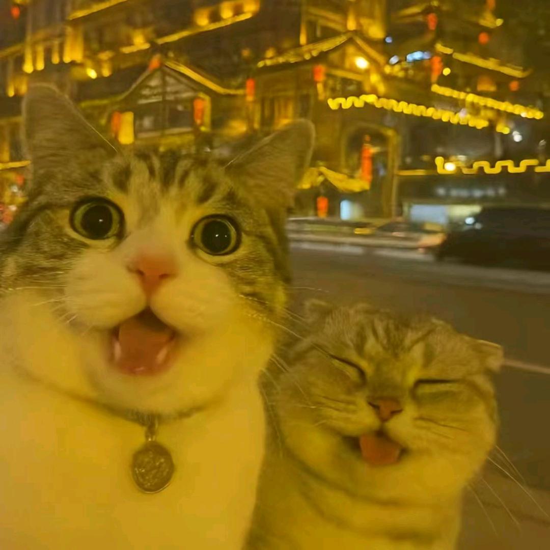 皮蛋喵喵酱