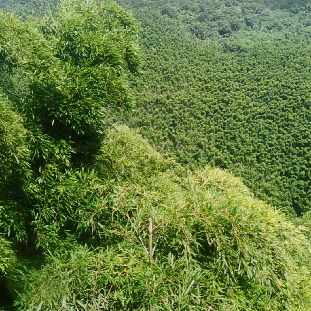 新梁河