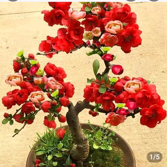 川哥yuan💕