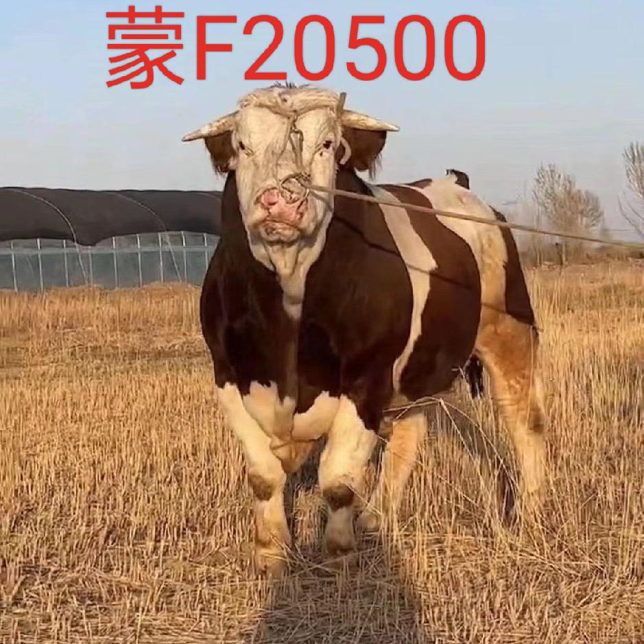 宝音助理  小白