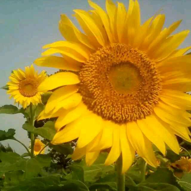 芳