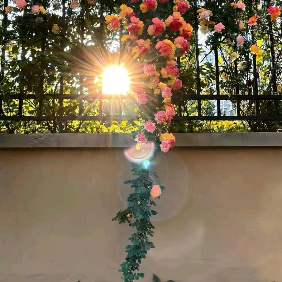 芒果🥭味