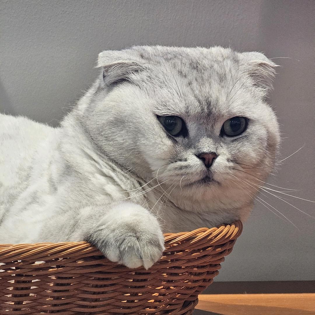 甚欢呀~钩织城堡🏰（接🥚中）