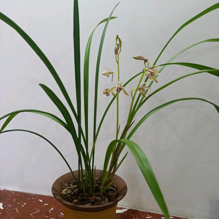 💤🌀🌀小黄🌀🌀💤