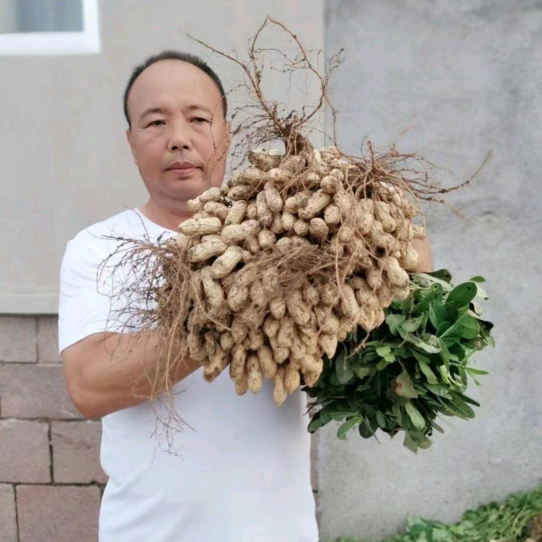 国色天香花生基地