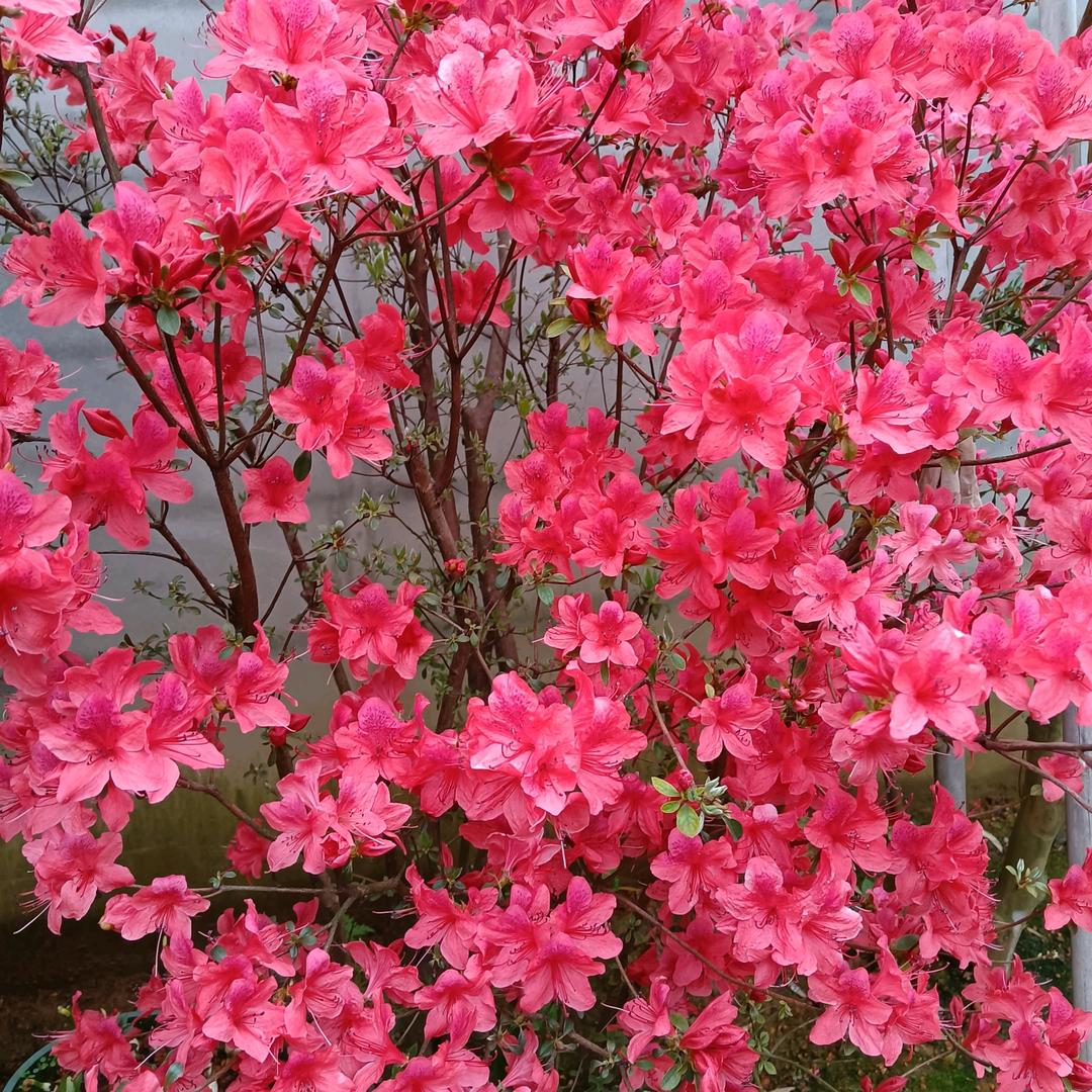 朝霞满天