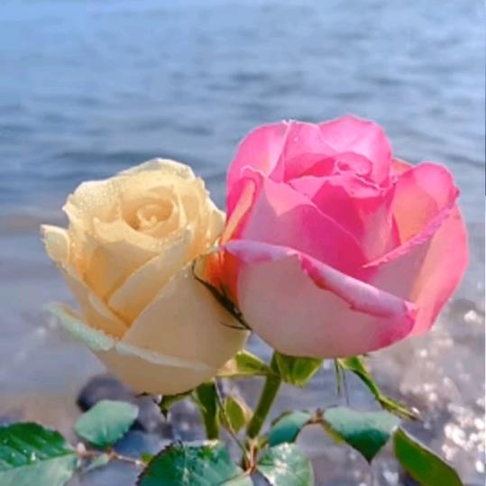 骑着小猪看夕阳