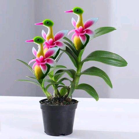 小刘追剧
