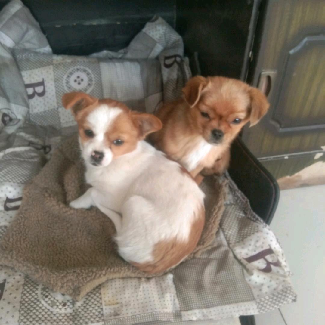 用户留在北方的小燕子