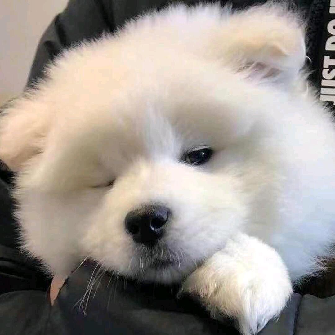 只喝蒙牛