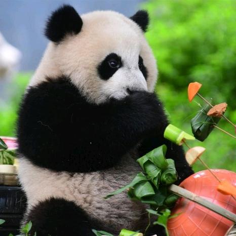 大熊猫