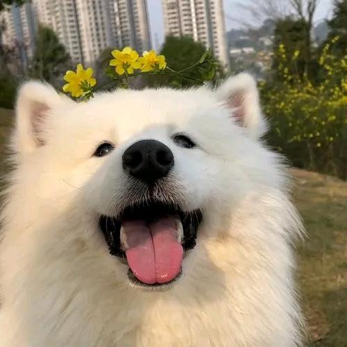 小可不知愁(封号)