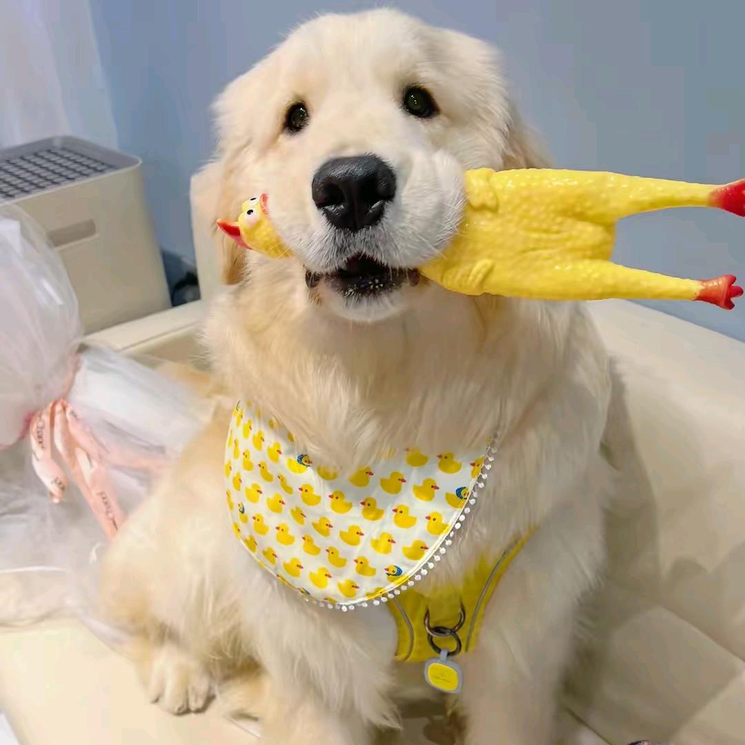 画个圈圈