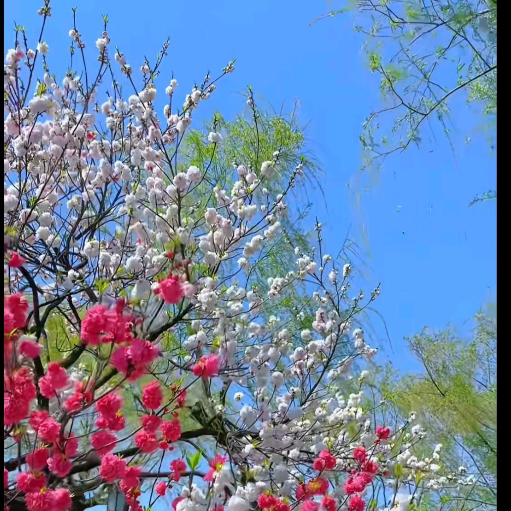 殇璃