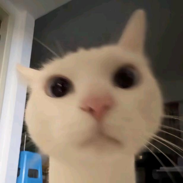 白菜