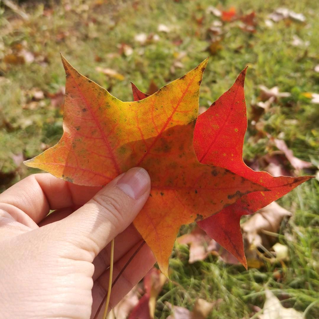 温柔不是丽的范儿