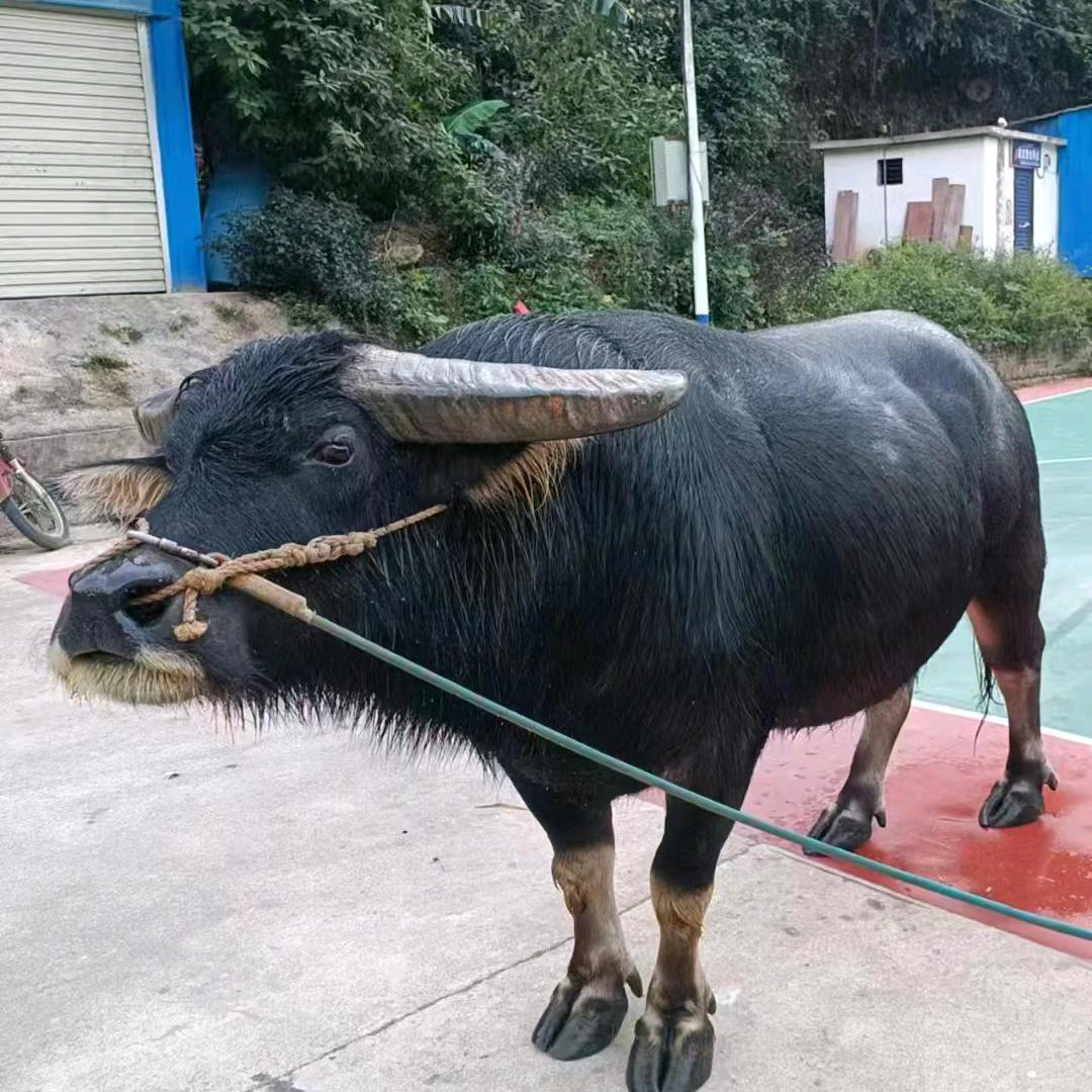 专业传播斗牛视频🏅🏅