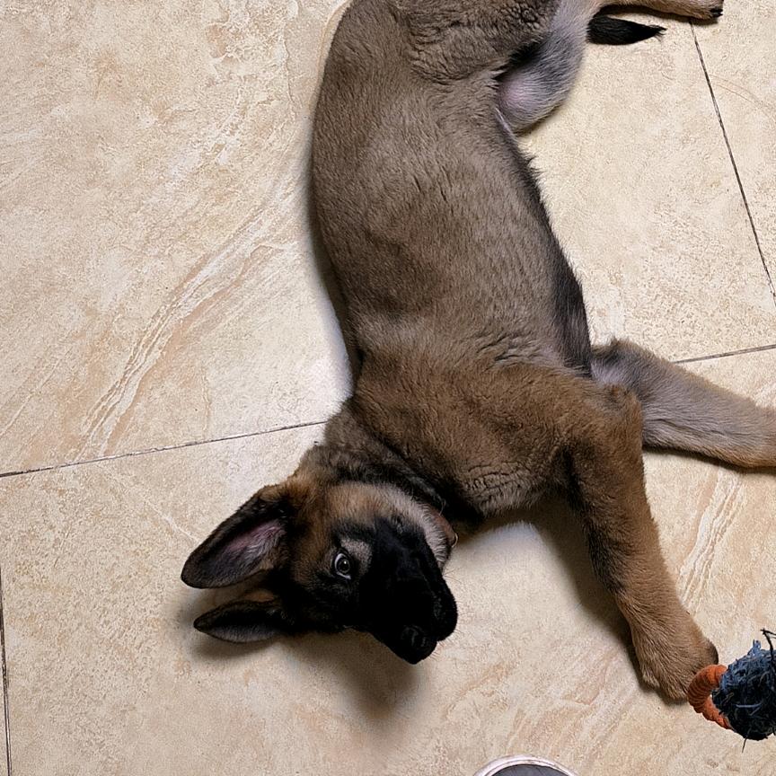 奶茶是个好斗斗