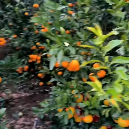 用户1414056482319