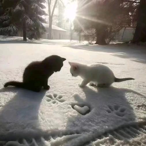 ৡོᦔɾꫀꪖꦿོꪑ🐳