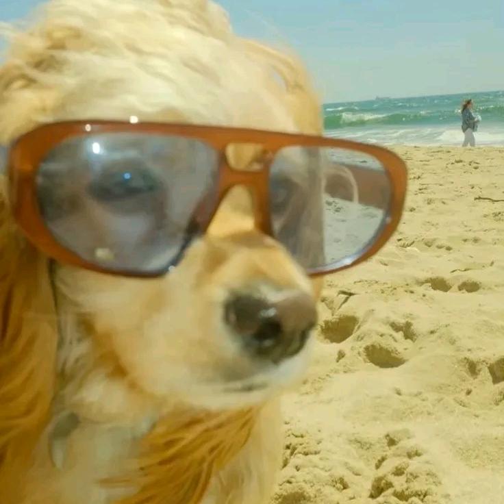 我是一只狗（求关注版）