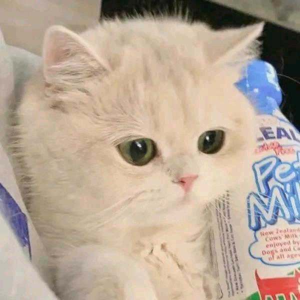 睡个好觉💤