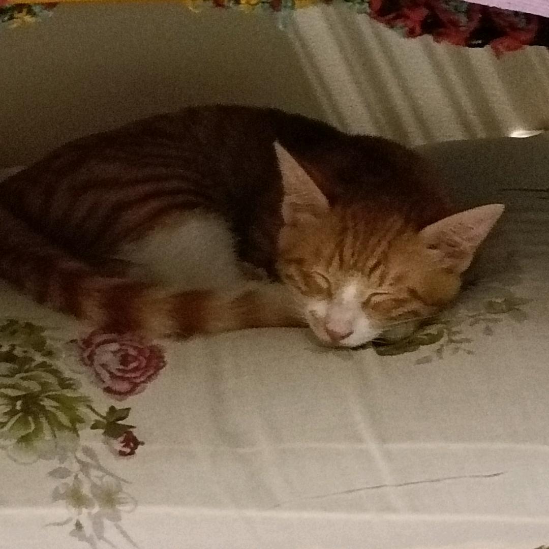 淘淘是只猫🐱