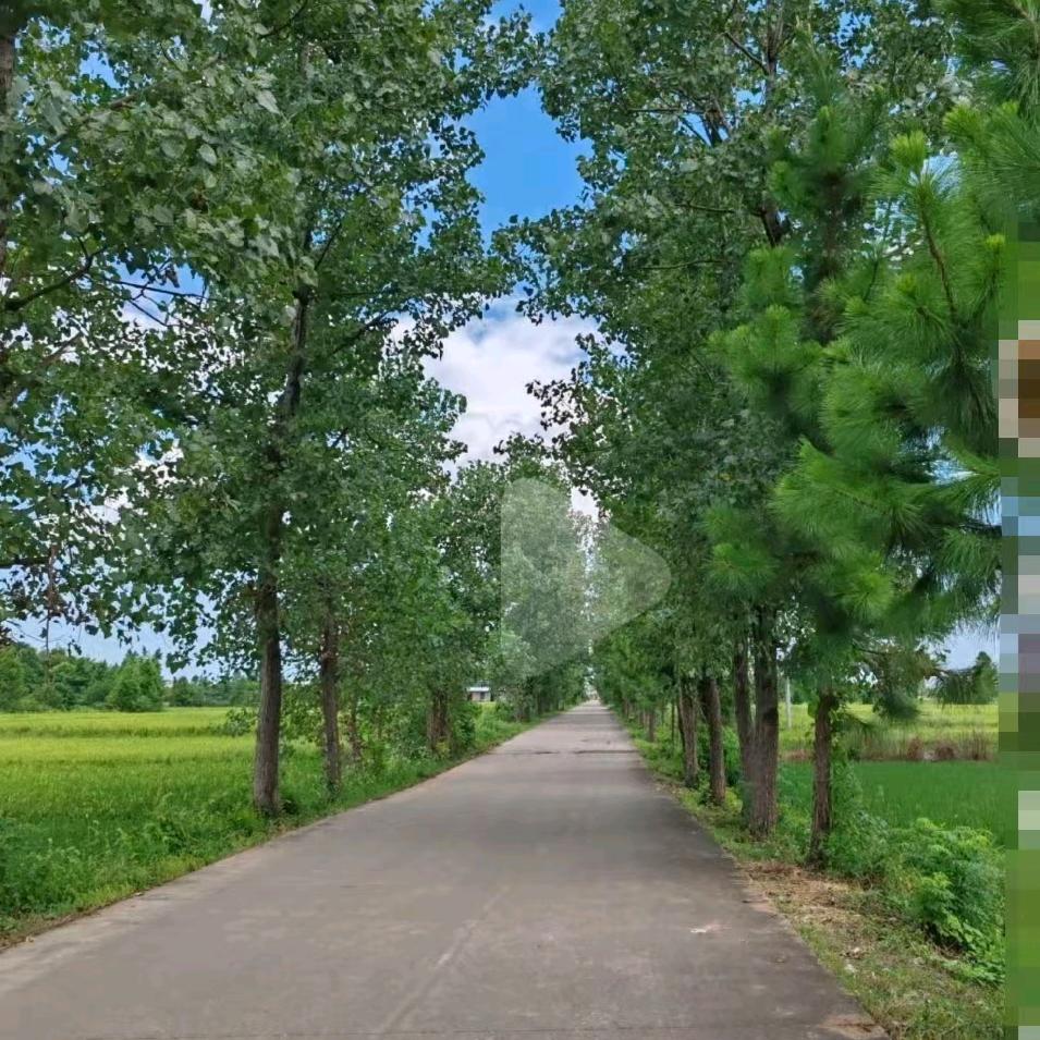 小杨哥