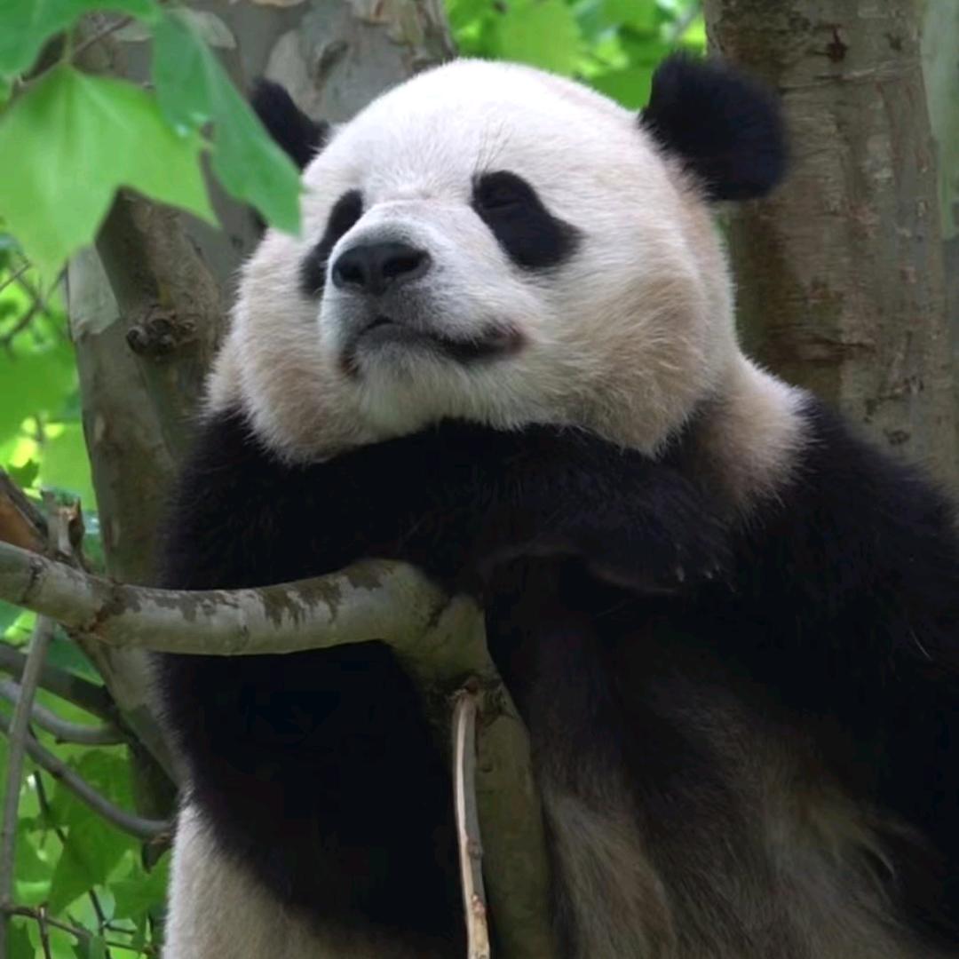 妞妞（不要连赞）