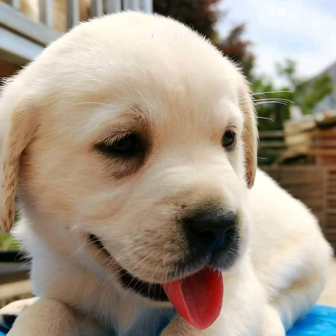 灵泽拉布拉多犬舍（有幼犬）