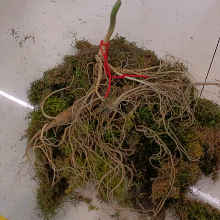 春宝参茸