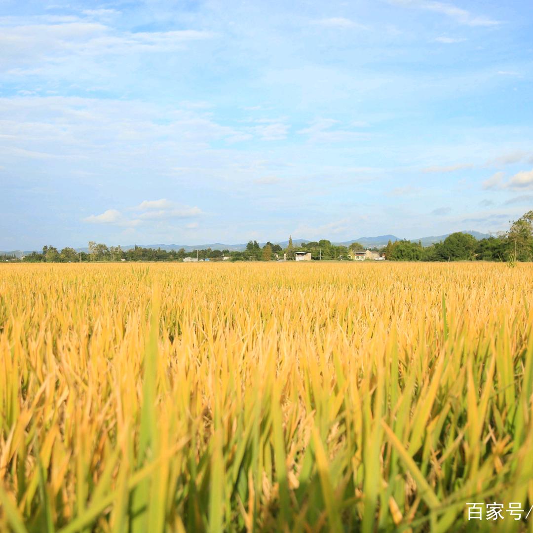 子瞻和仲