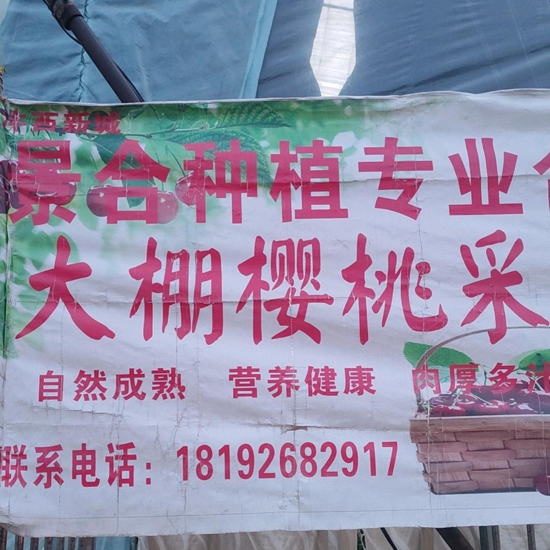 景合大棚樱桃🍒