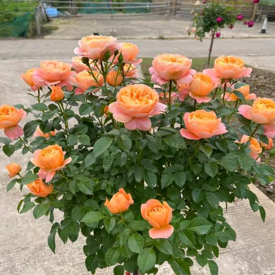 建明花卉苗圃