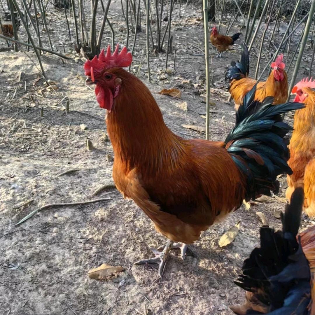 皖裕山林家庭农场